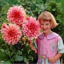 OTTO,S THRİLL DAHLİA